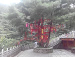 祈福树