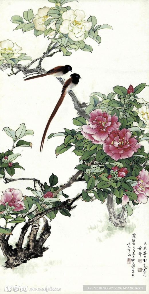 山茶绶带