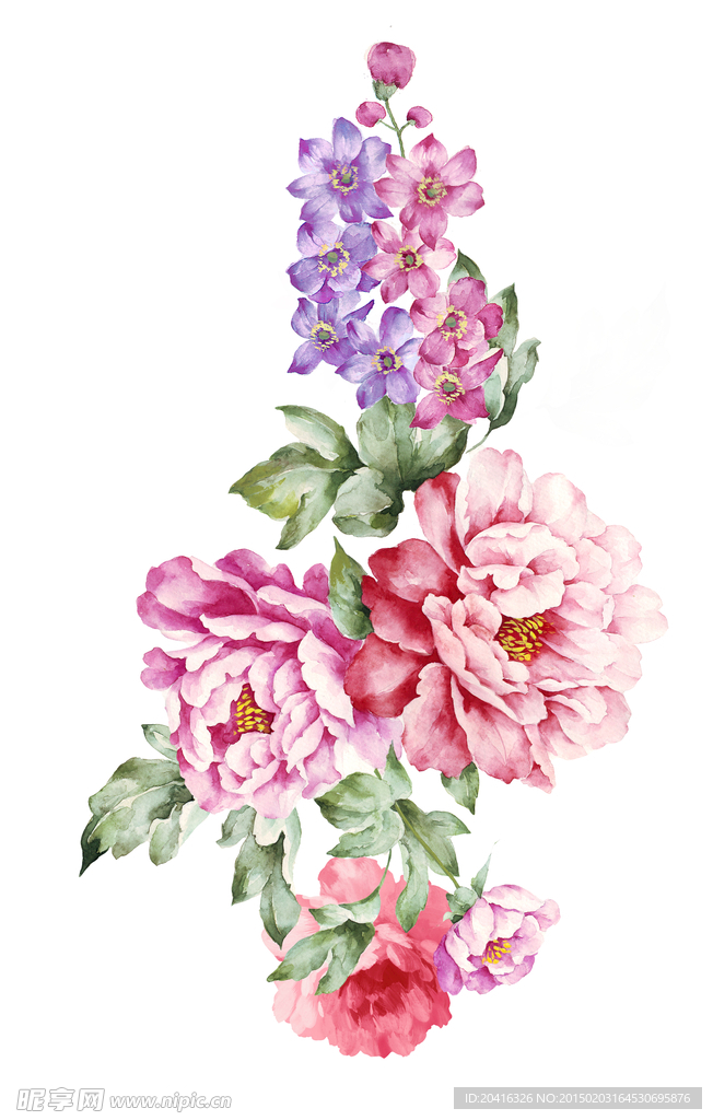 手绘牡丹花朵