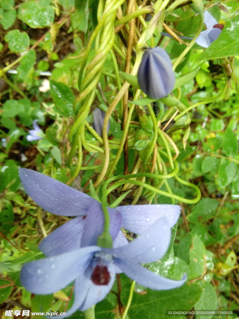 野花