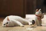 猫侍