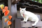 猫侍