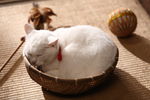 猫侍