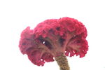 红色的鸡冠花