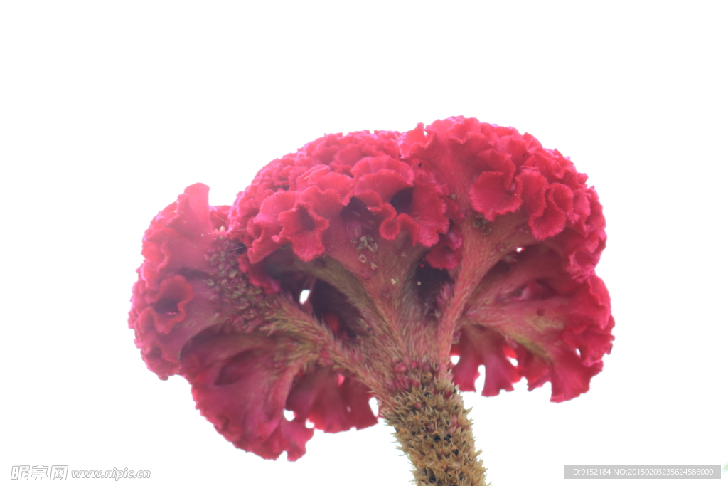 红色的鸡冠花
