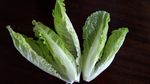 新鲜蔬菜