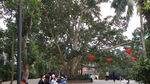 榕树