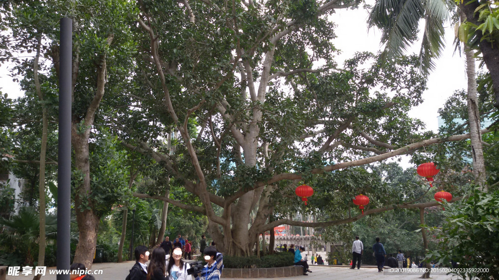 榕树
