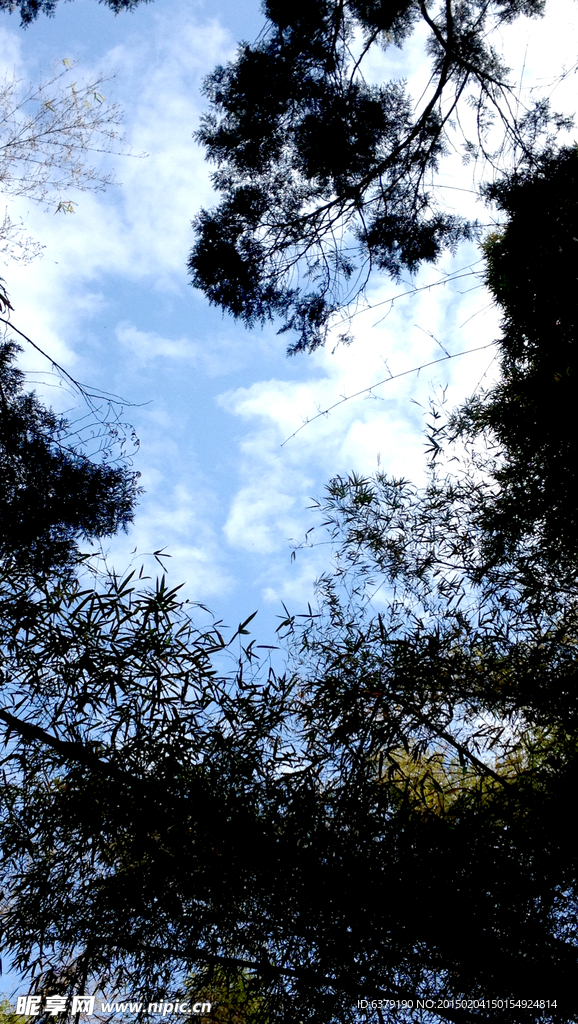 竹海天空