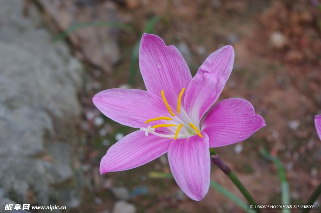 花 水仙花