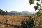 麦田