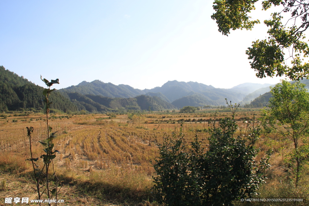 麦田