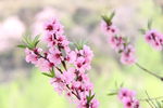 春日桃花