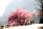 乡村桃花