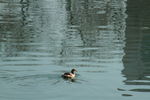 湖中的小水鸭