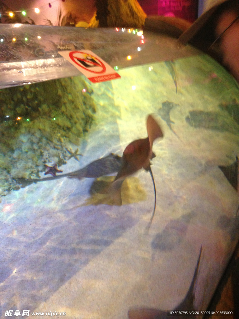 海洋生物