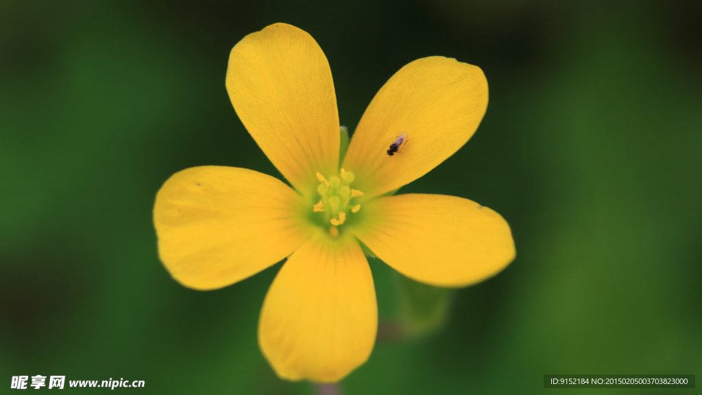 小黄花