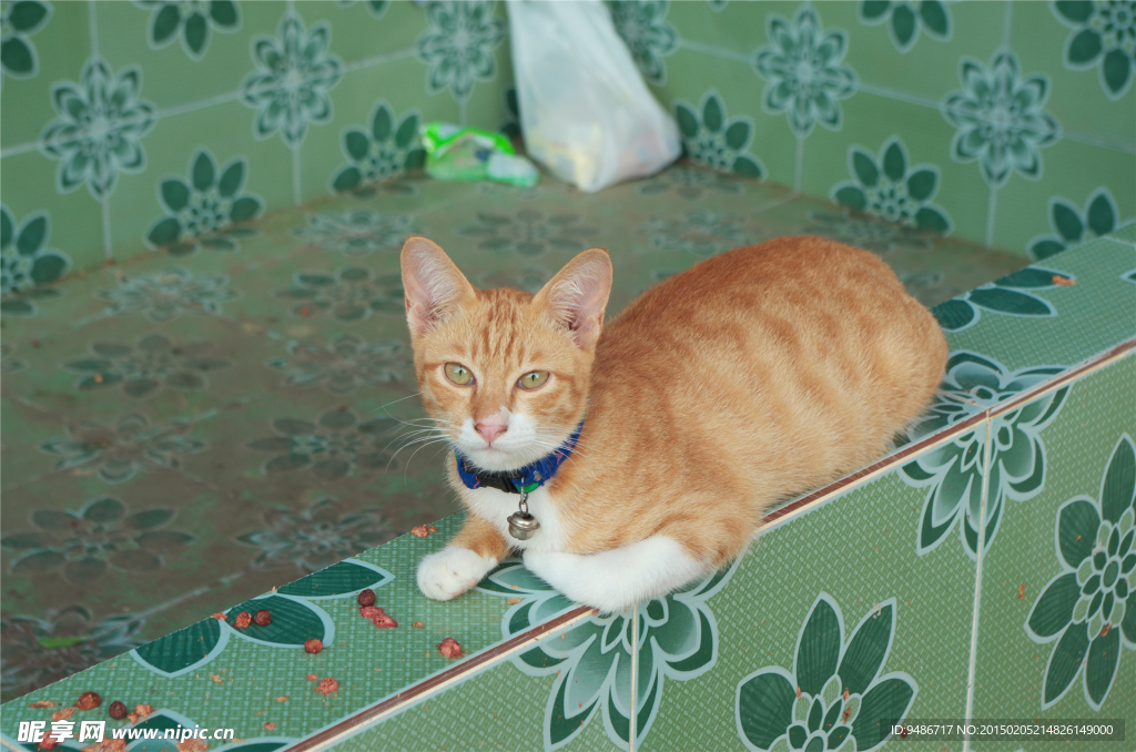 猫