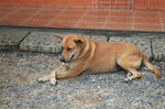 田园犬