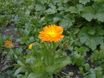 小野菊