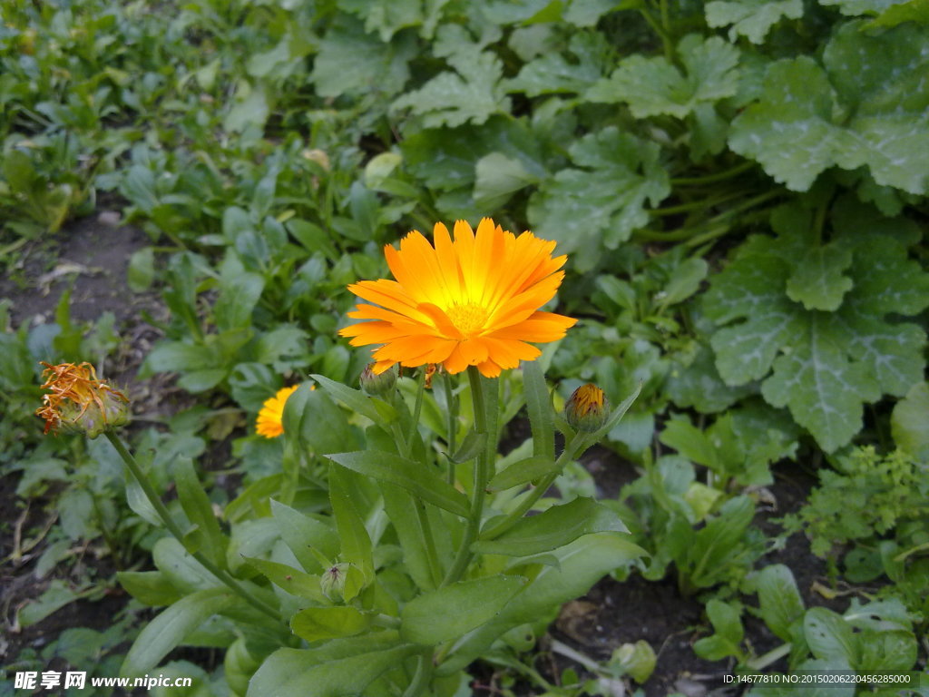 小野菊