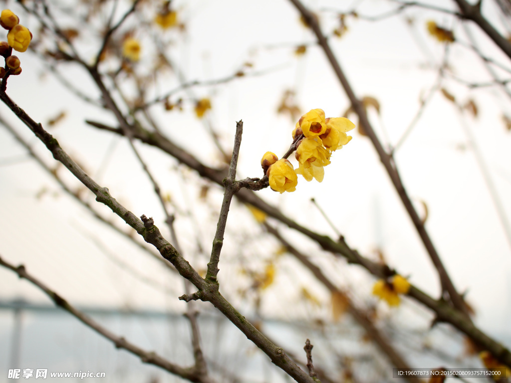 梅花