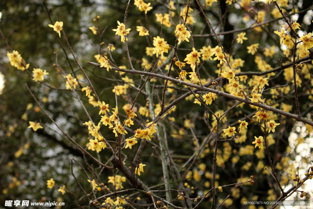 梅花