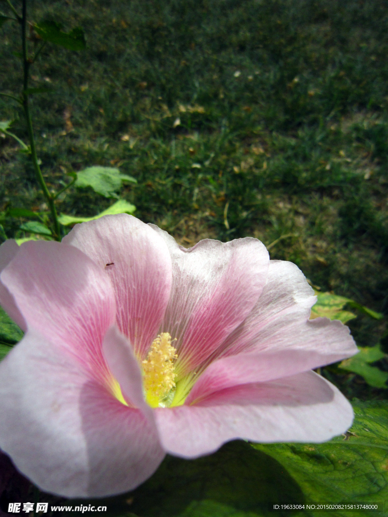 微距花卉