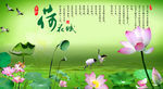 荷花图