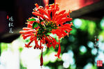 炮杖花