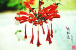 炮杖花