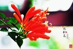 炮杖花