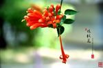 炮杖花