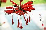 炮杖花