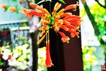 炮杖花