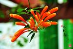 炮杖花