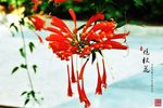 炮杖花