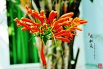 炮杖花