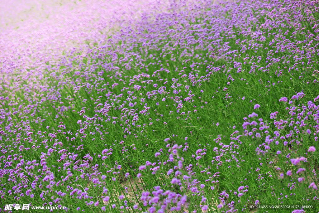 紫色马鞭草