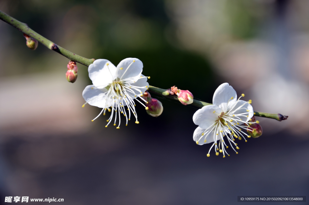 梅花