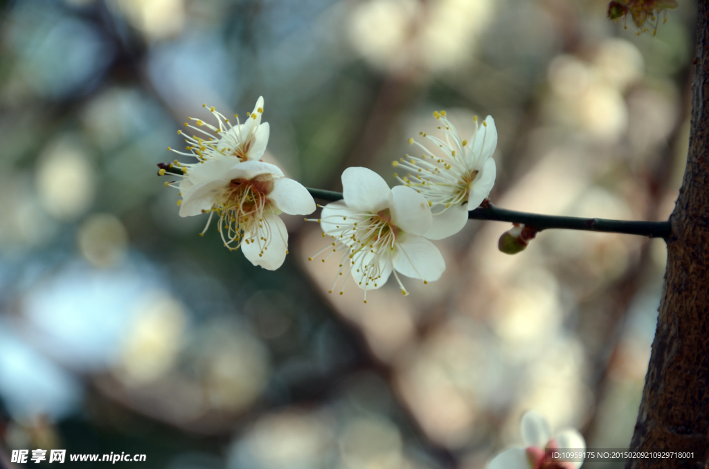 梅花