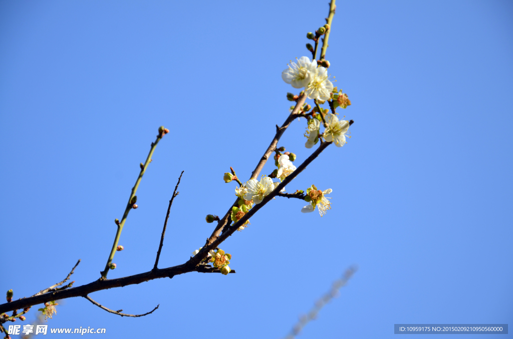 梅花
