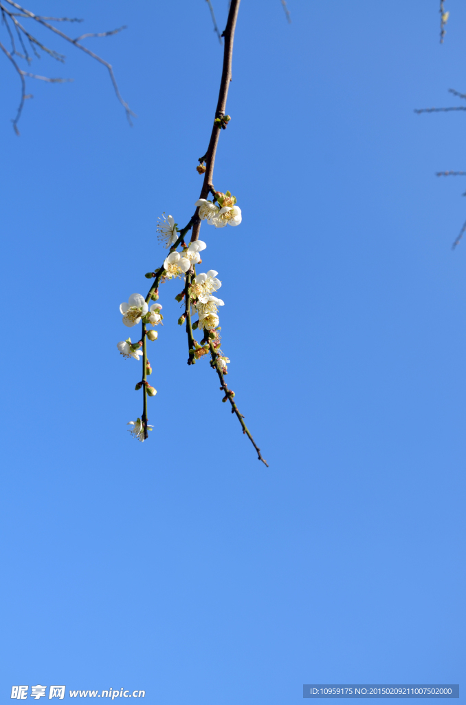 梅花