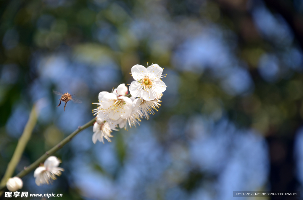 蜜蜂采花蜜