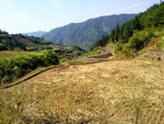 麦田
