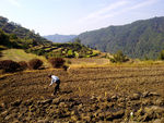 麦田