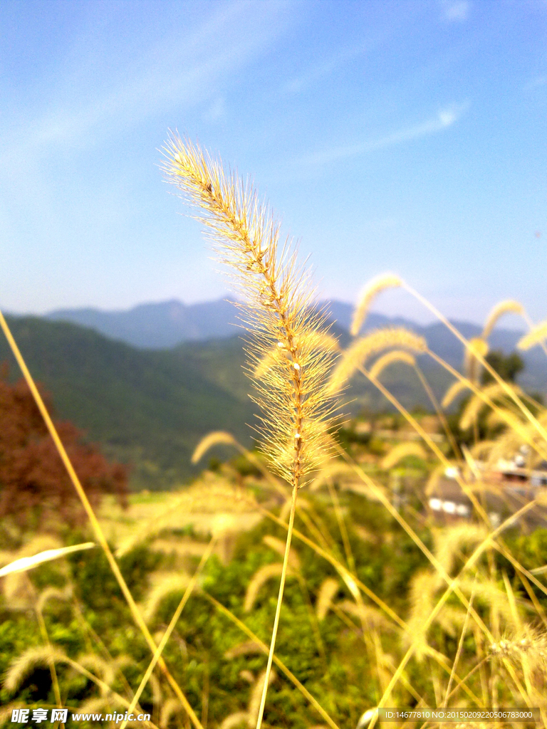 金黄的尾巴草