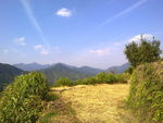 麦田