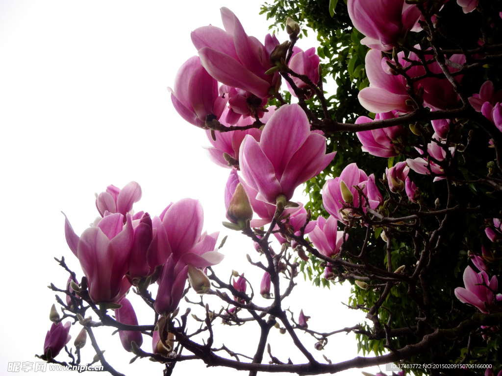 玉兰花