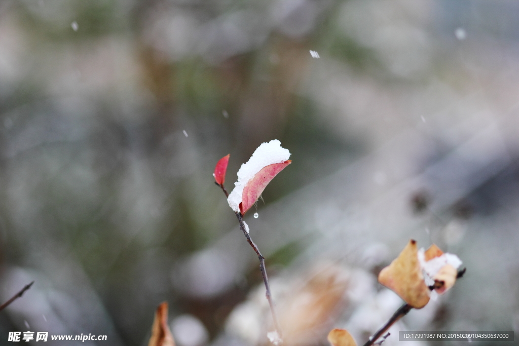 下雪